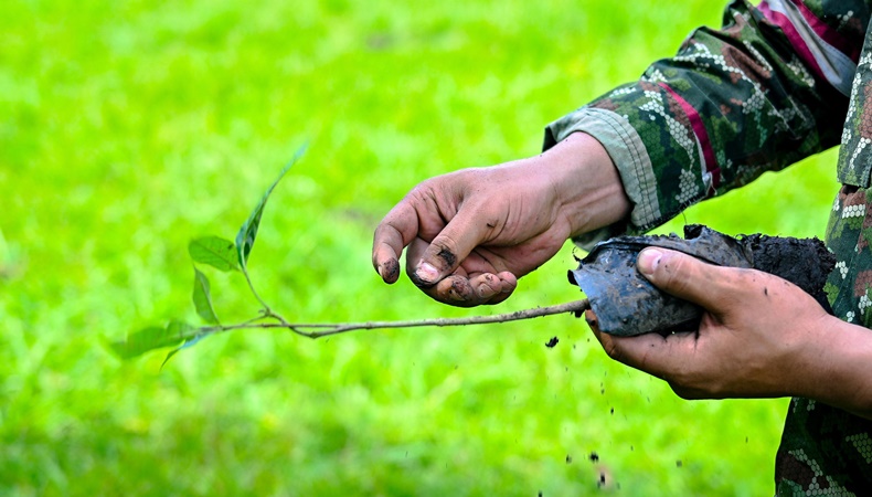 arboles en tolima