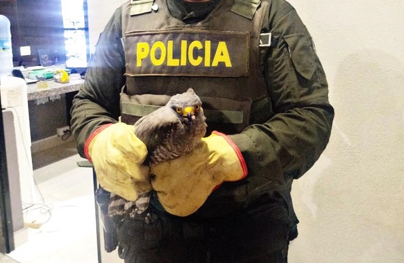 pajarito