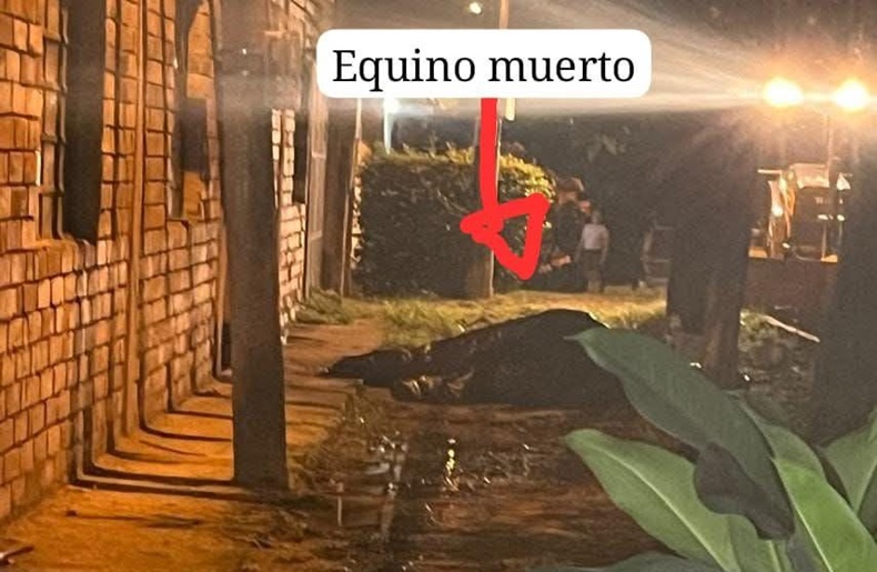 peritoo muerto