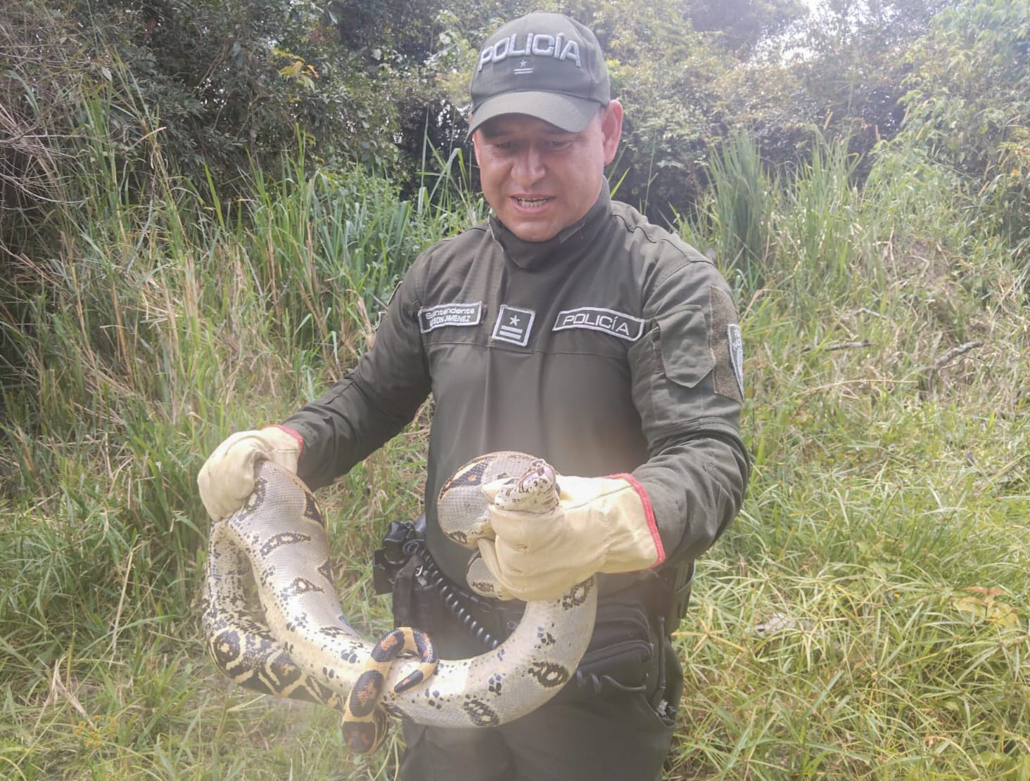 serpiente