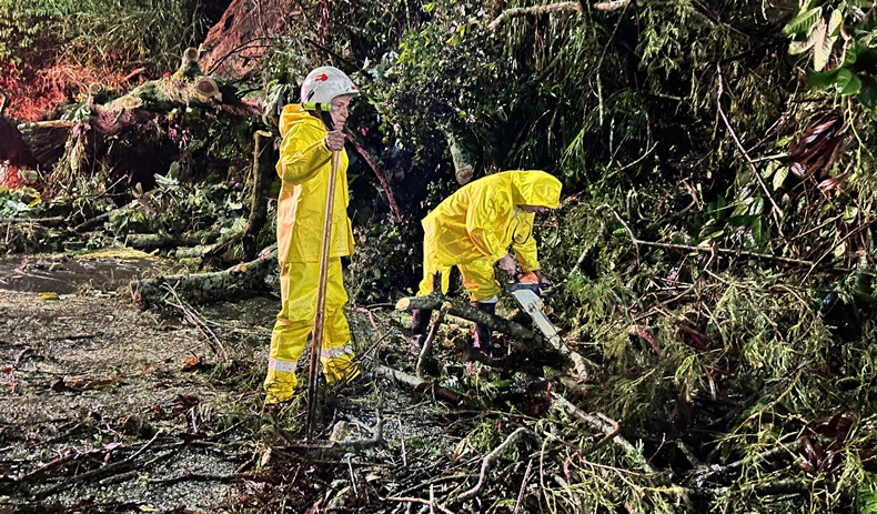 emergencias arboles