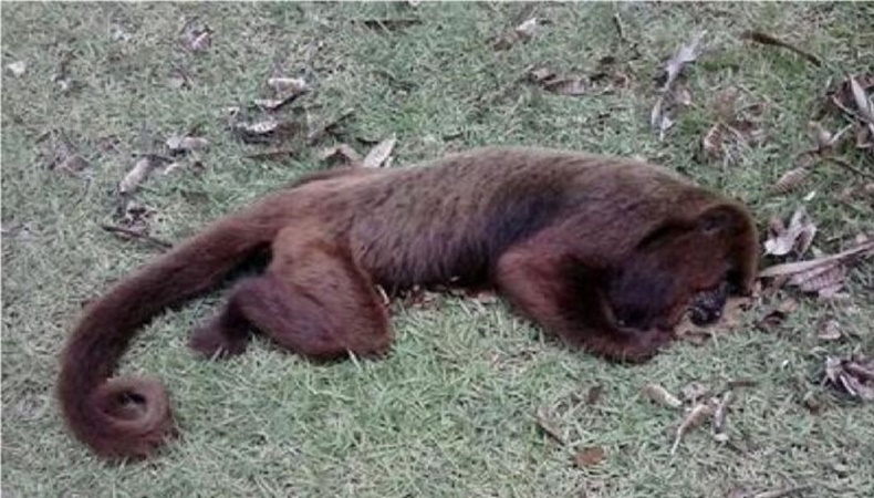 monito