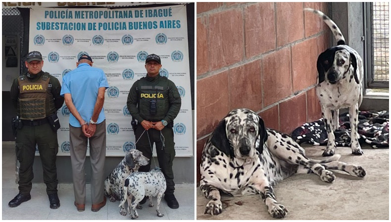 Maltrato animal