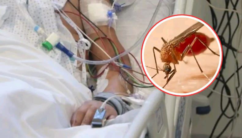 Fiebreamarilla hy contagios