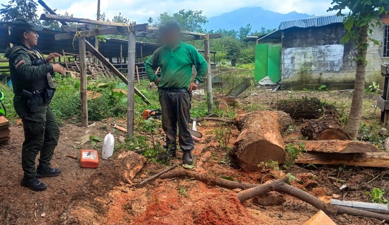 frustra tala de arboles