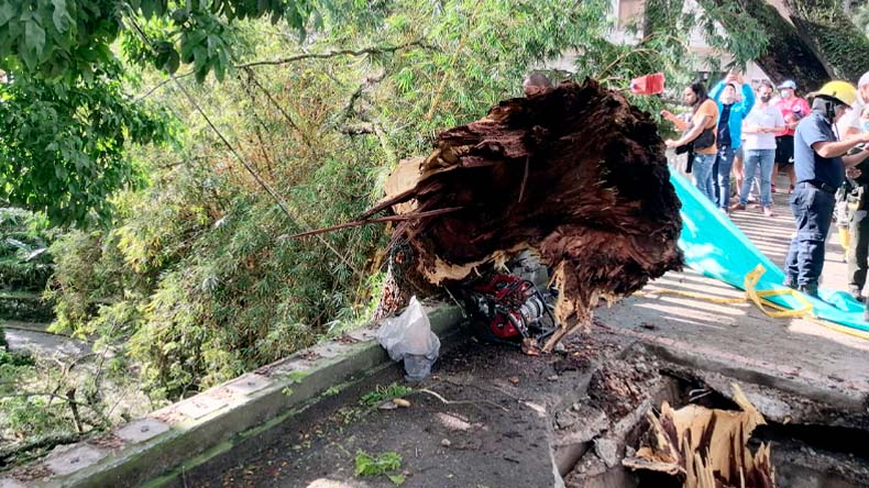 Cortolima habla del arbol del centenario