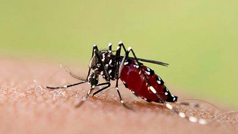 Dengue balance positivo