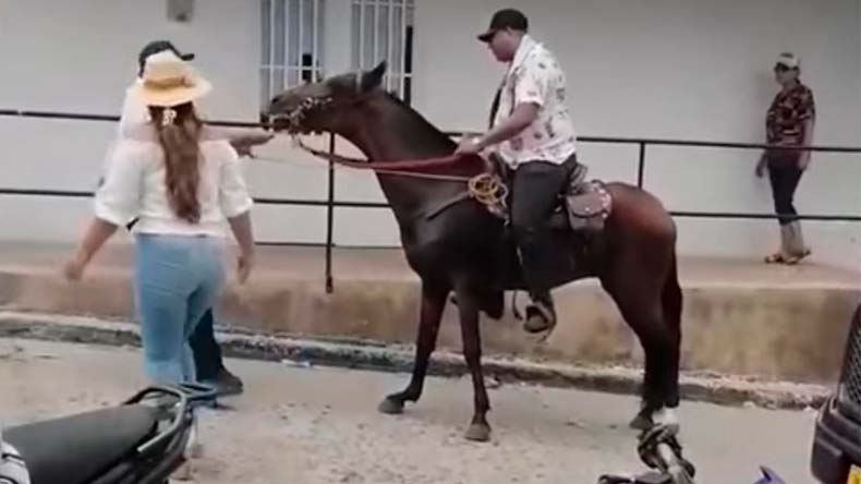 Caballo guamo