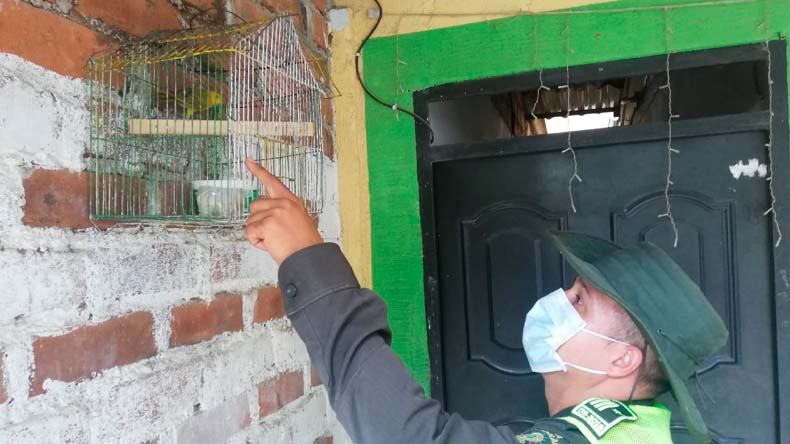 Canarios incautados