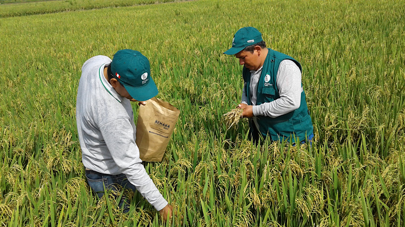 Pagos cultivos de arroz 