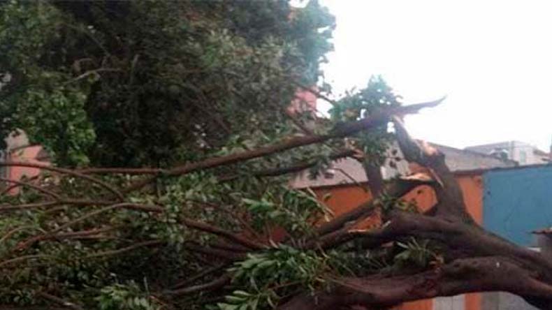 Arbol caido ataco