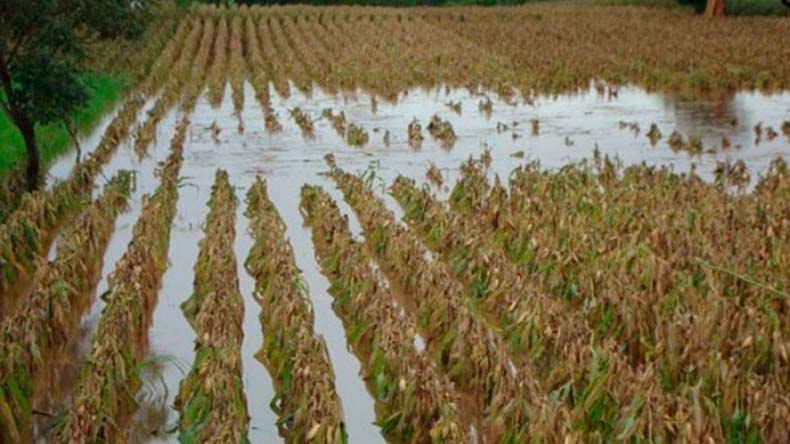 Cultivos se perderian por lluvias