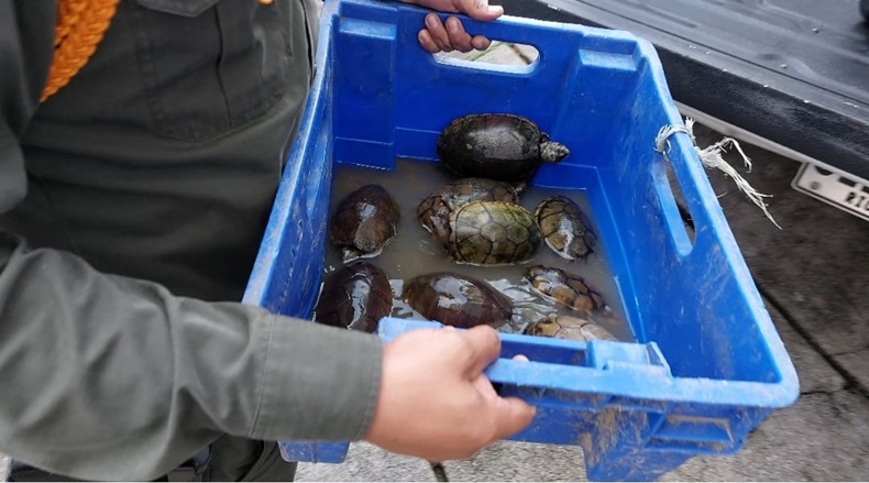 totruyu