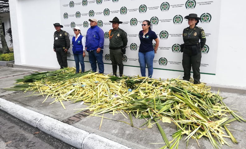 150 kilos de palma