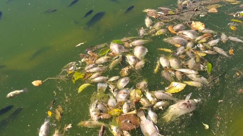 peces moridos