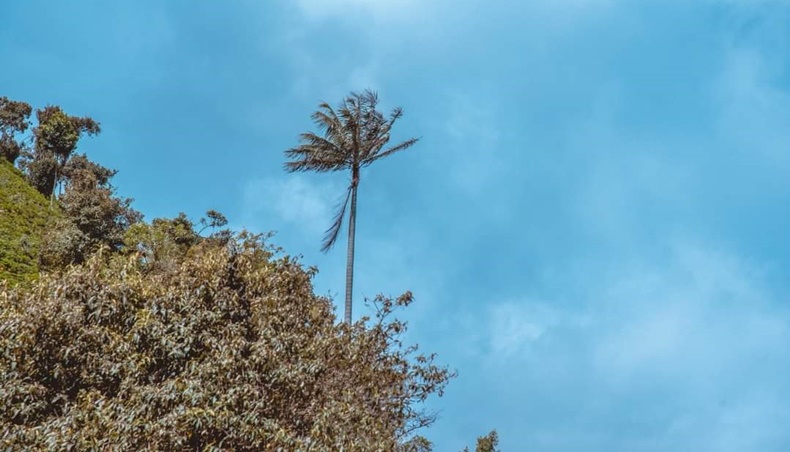 palmita de cera