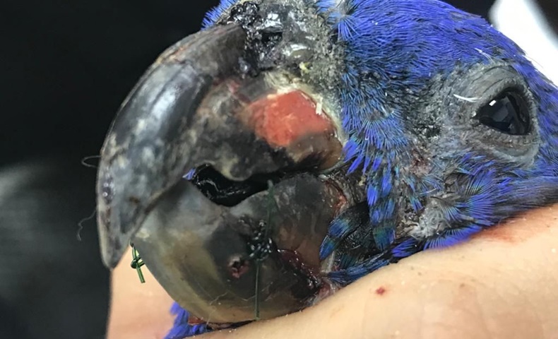 pajarito