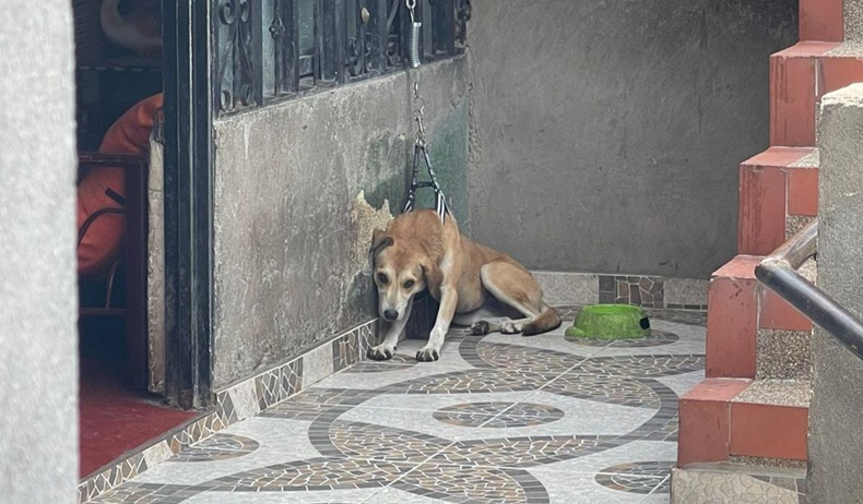 Perrito amarrado