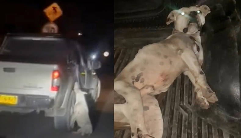 abuso perrito