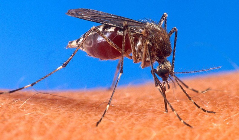 Dengue enferme