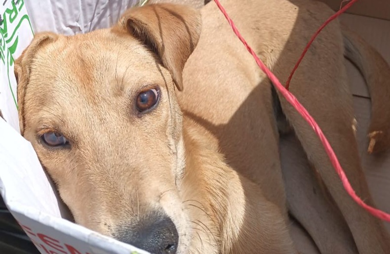 perrito abandonado