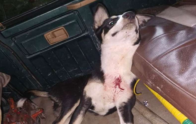 balazo a perrito