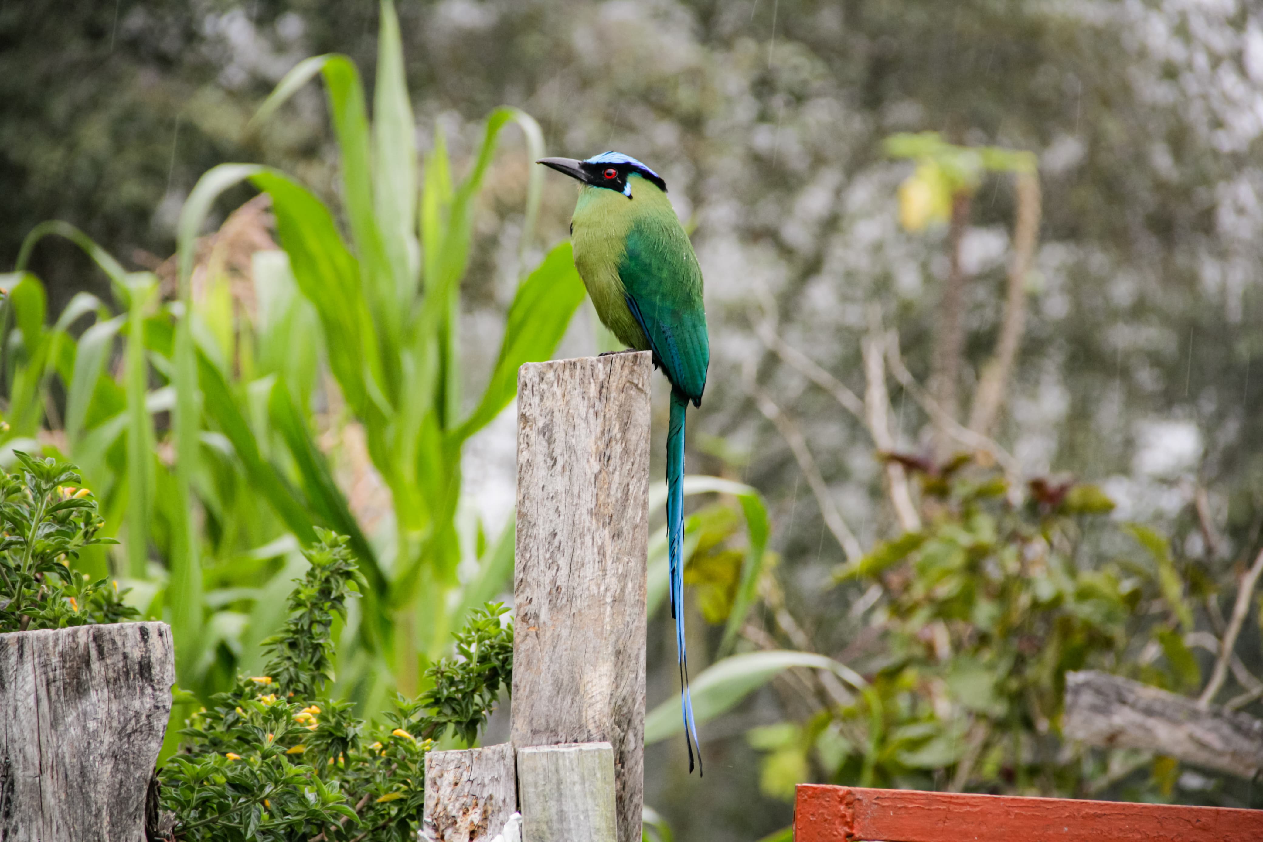 aves bonitas