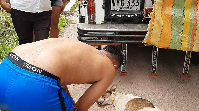 Perrito que fue arrastrado