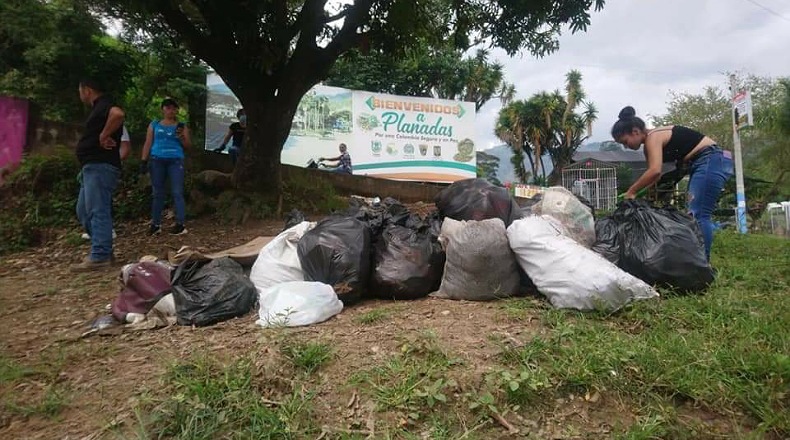 Recolección planadas