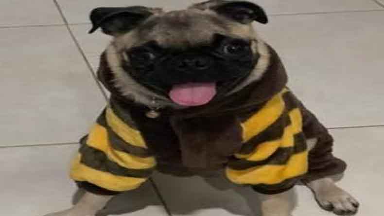 Perrito Guamo