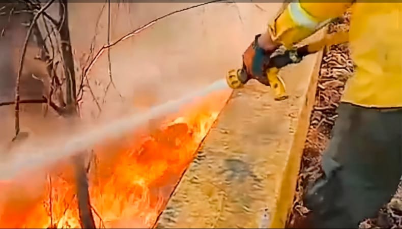 chaparralforestal.jpg