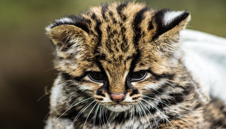 gatito_1.jpg